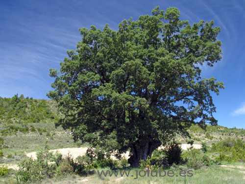 Creado el Catálogo de Árboles Singulares de Aragón | Jolube Consultor  Botánico y Editor