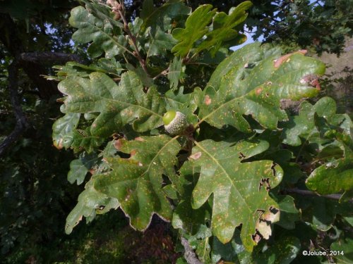 Quercus sp. Rumanía, Dobrogea