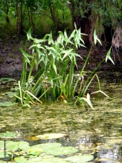 Sagittaria sagittifolia. Rumania, Delta Danubio